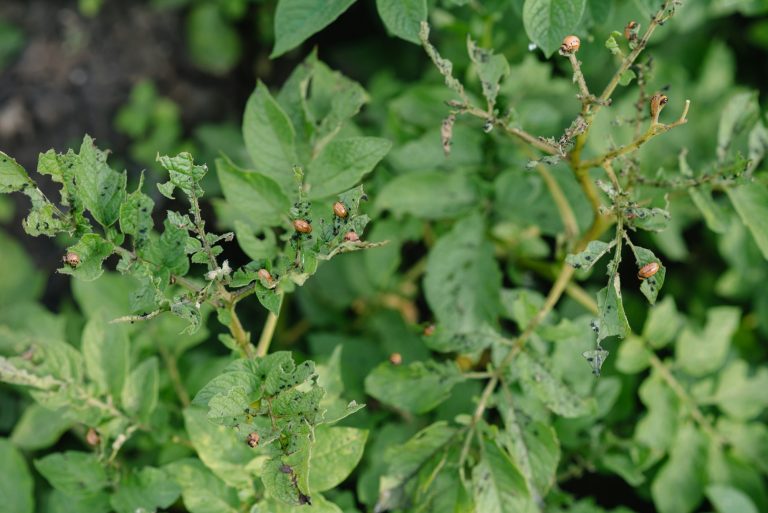parasites nuisibles prevention 1