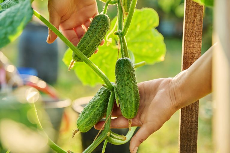 artificial garden plants