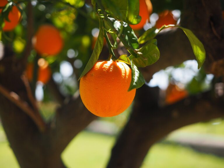 taille arbre fruitier